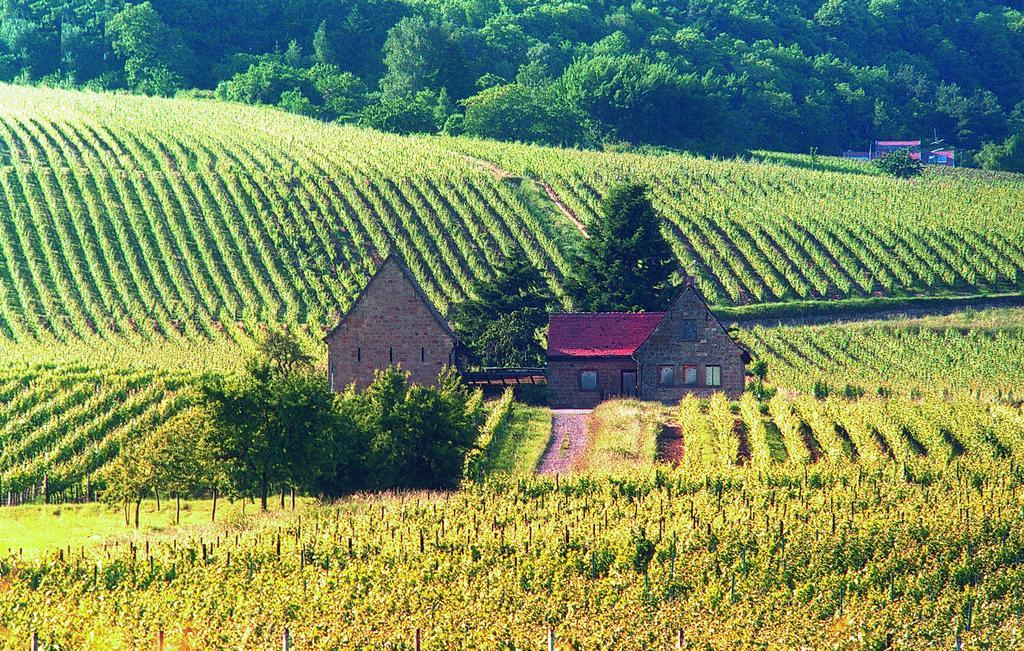 Апартаменти Weinstube Schwarzamsel Шпаєр Екстер'єр фото